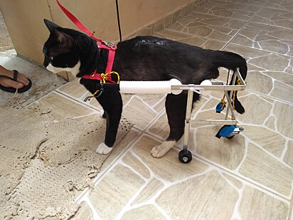 Cats and dogs benefit from Luiss work.