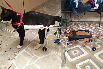 Man builds and donates wheelchairs for disabled pets in Minas Gerais, Brazil. 