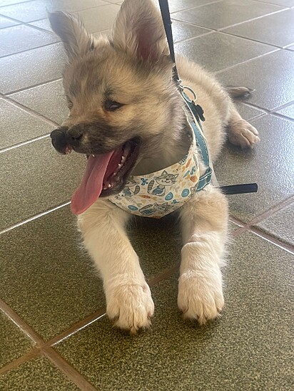 The puppy had been rejected due to health conditions.