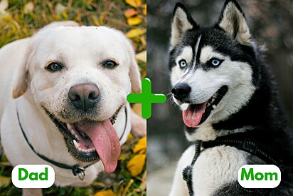Meet a special puppy — a Siberian Husky and Labrador mix.
