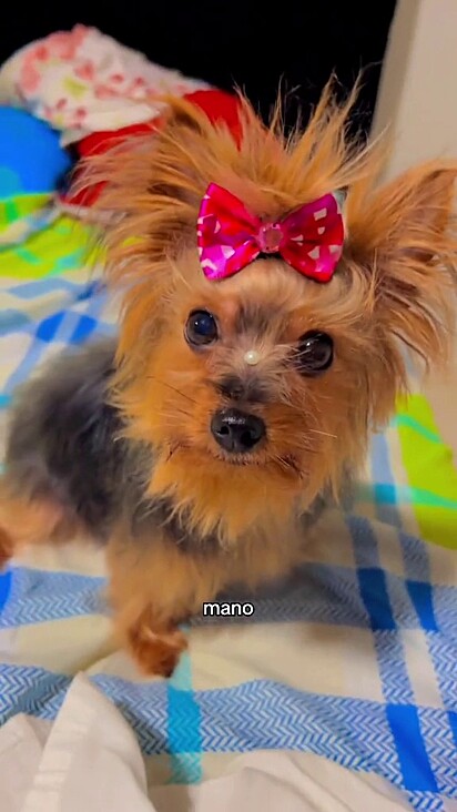The man even attempts to tie a little bow on his Yorkie.