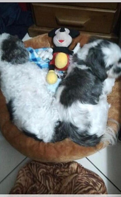 The trio sleeping in the doggy bed.