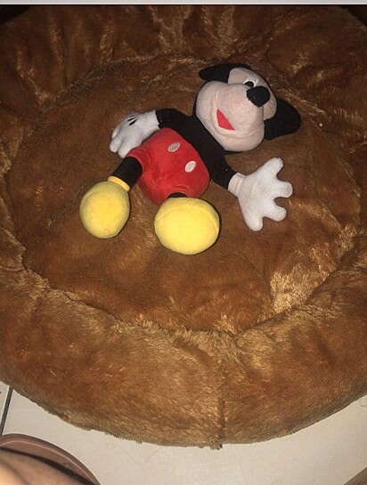 Gislene bought a Mickey Mouse plush toy to convince the dogs to sleep in the doggy bed.
