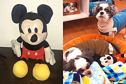 The dogs only sleep in their doggy bed if their Mickey Mouse plushie is with them.