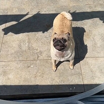 Pandora was mad because her owner took her out of the pool. 