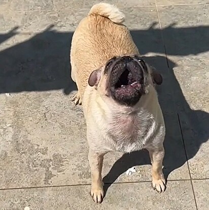 Pandora made the biggest scene when her owner removed her from the pool.