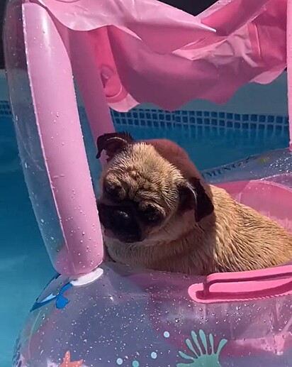 The dog doesn’t like baths, but she loves the pool.