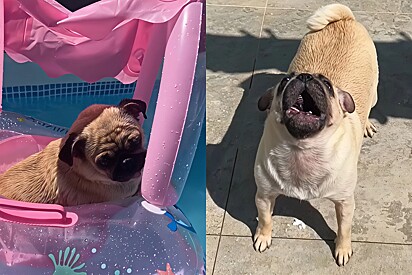 Pug throws a tantrum after being taken out of the pool. 