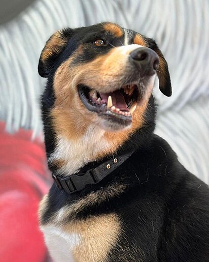 Boleta was the ringleader of the group.