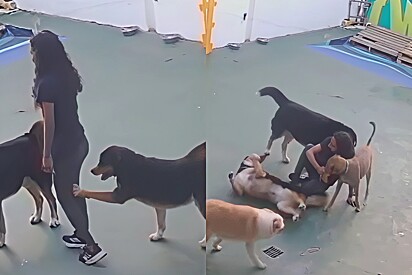 Dogs plan a prank on daycare staff. 