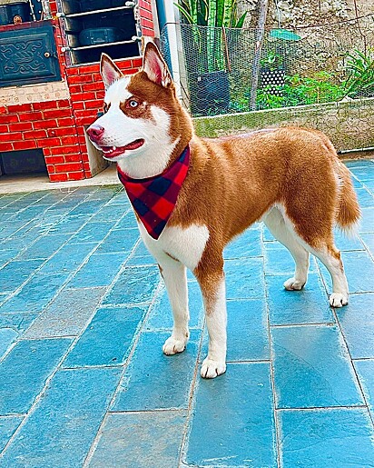 Koda is an apocalyptic husky.