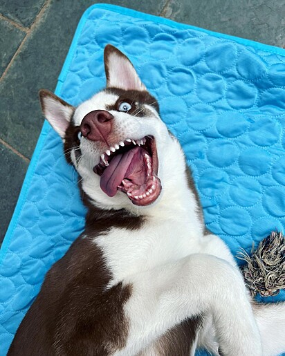 The dog loves playing hide-and-seek and tag. 