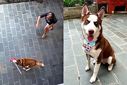 Siberian Husky gets into trouble with his grandmother and the video goes viral.