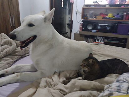 Nathan next to one of his cat brothers.