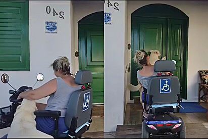 White Shepherd dog learns to open the door for his owner with reduced mobility.