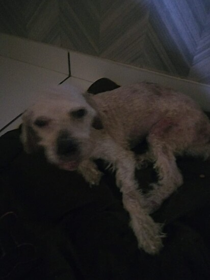 Betina some time after the rescue. 