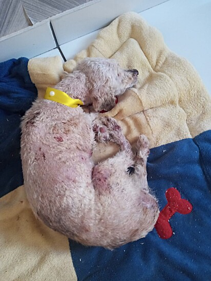 After the rescue, Elza took the little dog to a grooming salon for a bath and then to get some tests done.