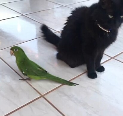 The parakeet believes she is a kitten.