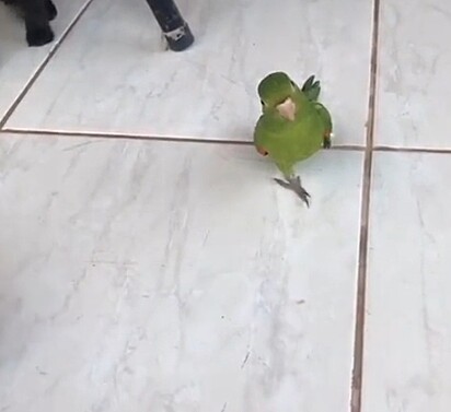Dakota is a one-legged parakeet.