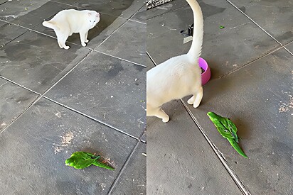 A parakeet invades the cattery and chases the kittens away. 