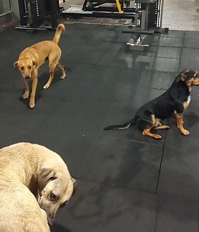 The stray trio broke into the Pitbull Ferraço gym and took over the place.