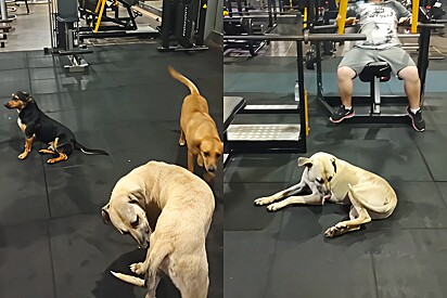 Caramel stray dogs break into a gym in Rio Grande do Sul, Brazil, and take over the place. 