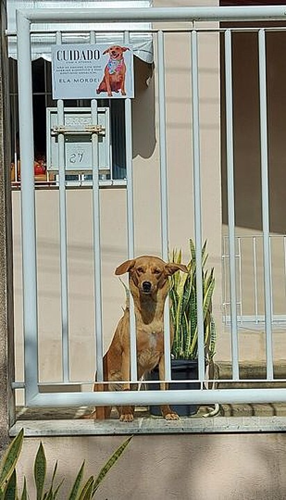 Atenna, the caramel-colored mutt, next to the funny gate sign.