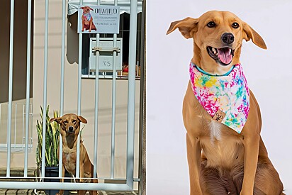 Caramel-colored mutt gets a curious sign on the gate of her house.