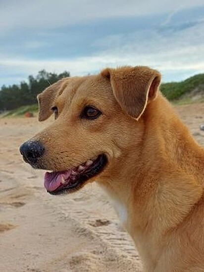 Atenna is a mutt with a strong personality.