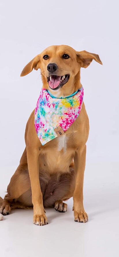 The caramel-colored mutt wearing a bandana.