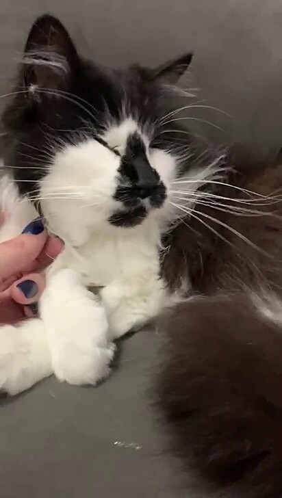 Nina was born without eyes. Today, she is 12 years old.