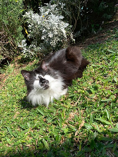 Nina loves to sunbathe.