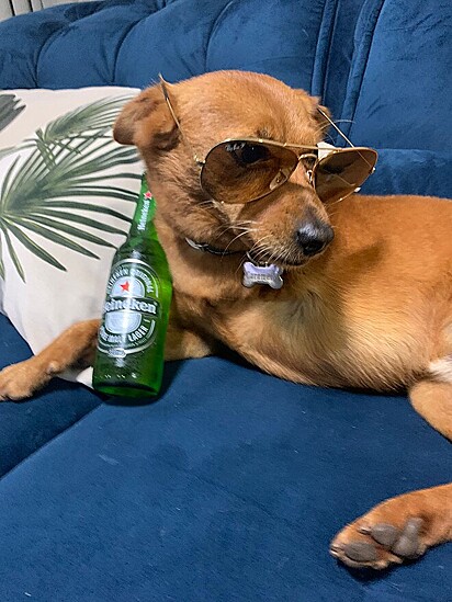 Caramelo is known for running off to the bar.
