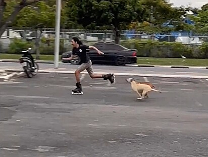 Lucas’s intention was to be chased by the dogs.