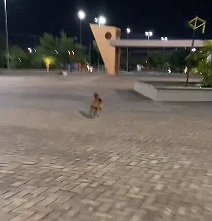 Lucas chasing one of the caramel dogs from the gang. 
