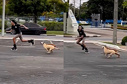 Young man shows what he did after being chased by a gang of caramel-colored stray dogs.