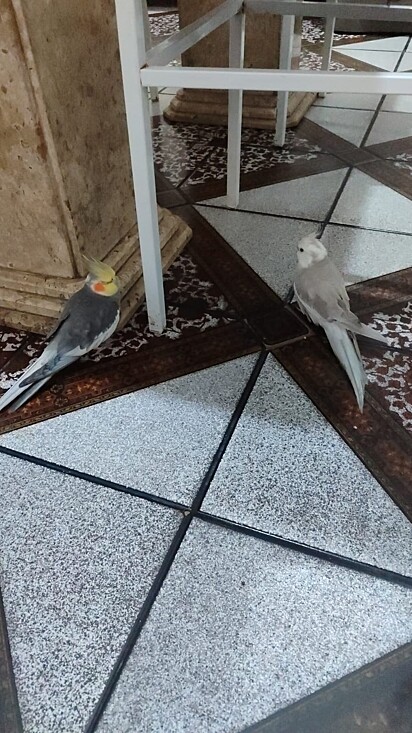 Pepeu and Pipoca are two cockatiels full of energy.