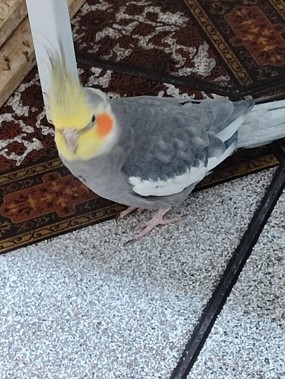 Pipoca doesn’t like petting too much; he is more reserved.