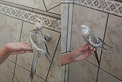 Pepeu is a cockatiel who loves taking baths and showers. 