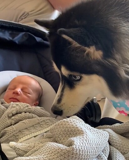 Aika was overjoyed when she met her little human brother. 