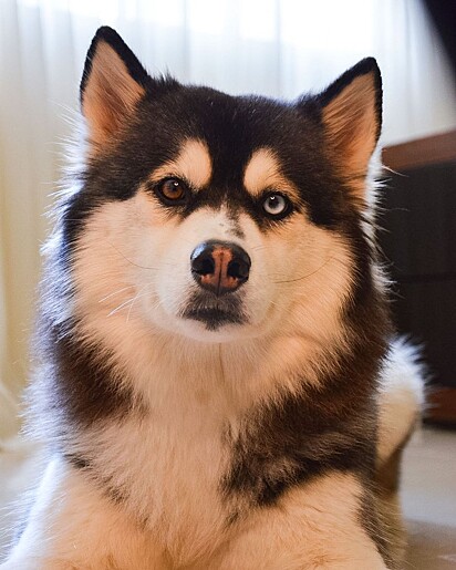 Aika is a very sweet dog.