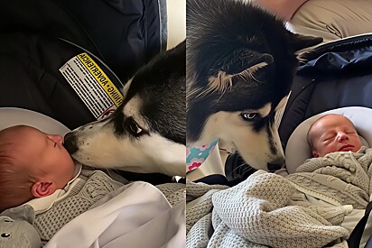 Siberian Husky has adorable reaction upon meeting her owner’s son for the first time.