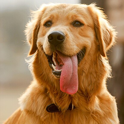 Golden Retriever.