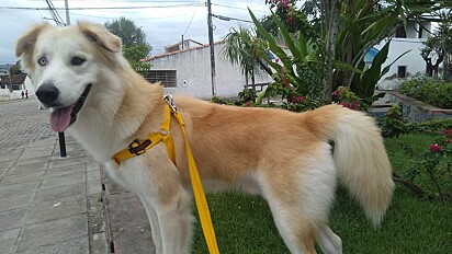 Nero’s hybrid breed is known as Goberian.