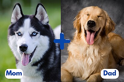 Nero is a Goberian, a mix between a Golden Retriever and a Siberian Husky. 