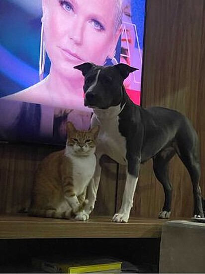 Bernaly loves cats.