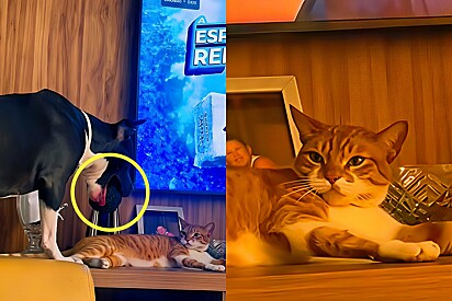 Pitbull throws a ball to his feline brother, but the cat has a completely different reaction.
