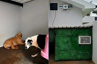 Woman installs ac in doghouse to beat the heat. 