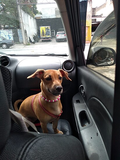 Minnie is a very mischievous dog.