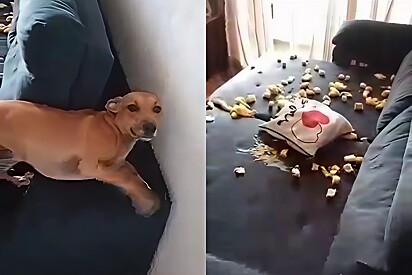 Caramel-colored mixed-breed gets “revenge” after being left alone at home.